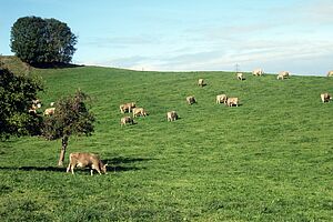 Die OB-Herde auf der hofnahen Weide. Foto: Familie Biegger