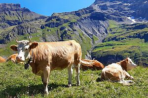 Rinder auf der Alp Bund. Foto: Familie Dubach