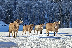 Kühe auf der Winterweide. Foto: Familie Hefti.