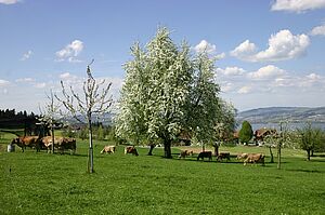 Kuhweide im Frühling. Foto: Familie Weingartner