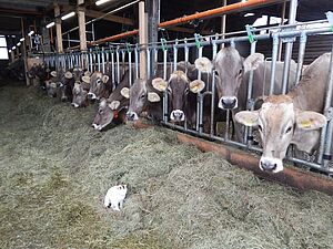 Kühe im Milchviehstall am Heu essen