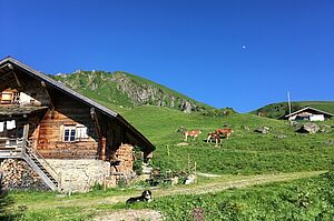 Auf der Alp. Foto: Familie Schletti