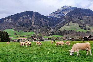 Frühlingsweide in Reichenbach. Foto: Familie Dubach