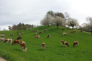 Kühe auf der Weide der Familie Jegge. Foto: Stefan Jegge.