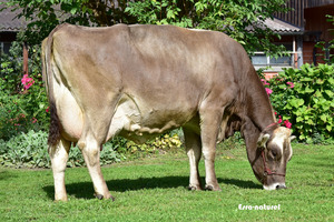 Stierenmutter Nanda. Foto: Esra naturel.