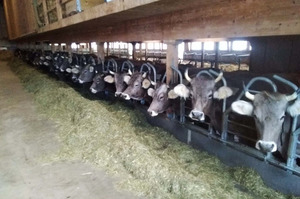 Im Futtertenn des neuen Laufstalles. Kuhherde. Foto: Familie Anderegg-Walther