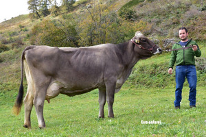 Stierenmutter Alibaba Jasmin. Foto: Esra Naturel