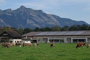 Die Kuhweide vor dem Stall. Foto: Familie Gstöhl.