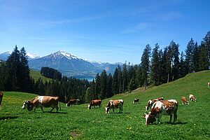 Alp Züsensegg der Familie Kämpf.