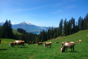 Alp Züsensegg der Familie Kämpf.
