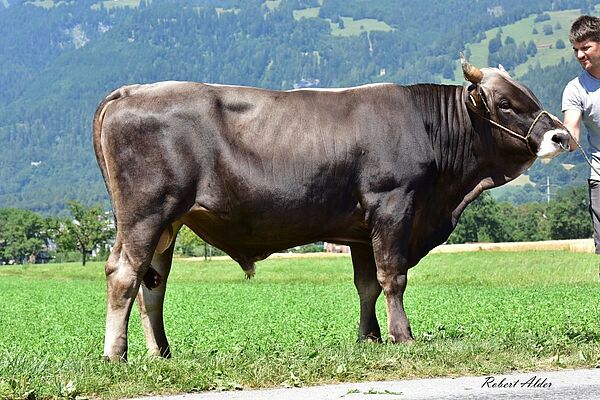 Brown Swiss Stier