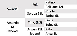 Abstammung Bio-KB-Stier Albin