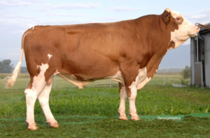 Grossvater von Caro, Braun's Basti Pit. Foto: Swissgenetics