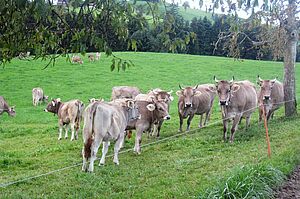 Jungvieh und Galtkühe. Foto: Familie Biegger