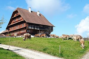 Kuhweide vor dem Haus. Foto: Familie Weingartner