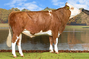 Enyo. Foto: KeLeKi, Swissgenetics