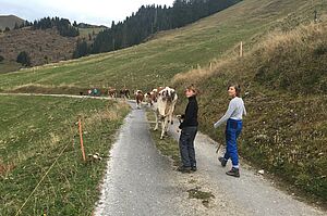 Alpabzug. Foto: Familie Schletti