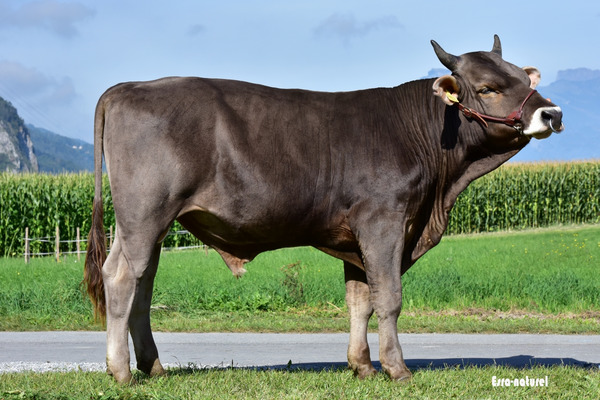 Bio-KB-Stier Zoggel. Photo: Esra naturel