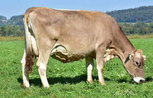 Stierenmutter am grasen