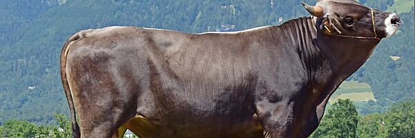 Brown Swiss Stier