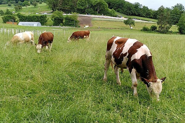 FiBL-Stiere auf der Weide. Juni 2021. Foto: Anet Spengler, FiBL.
