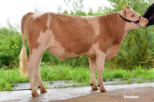 Brisago Firmin. Foto: Esra naturel.