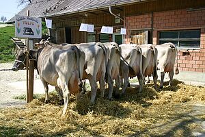 Die Zuchtfamilie von der Ur-Urgrossmutter von Titano. Foto: Familie Weingartner