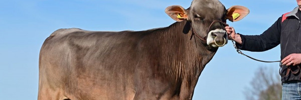 Brown Swiss Stier posiert, nebenan steht ein Mann