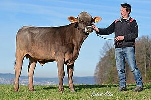 Brown Swiss Stier posiert, nebenan steht ein Mann
