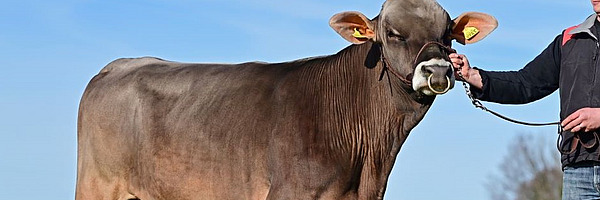 Brown Swiss Stier posiert, nebenan steht ein Mann