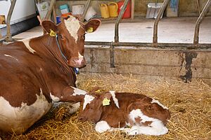 Kuh mit Kalb auf dem Betrieb der Familie. Foto: Familie Siegenthaler