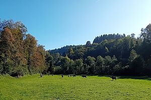 Braunviehherde auf einer Weide mit Wald im Hintergrund