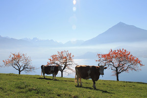 Enyos Urgrossmutter Elsa und Grosstante Elch.