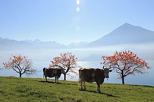 Enyos Urgrossmutter Elsa und Grosstante Elch.