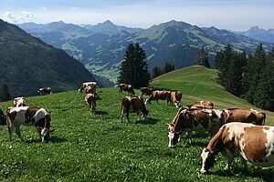 Herde auf der Weide. Foto: Familie Schletti