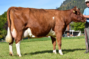 Stierenmutter Lons Claudia. Foto: Familie Schletti