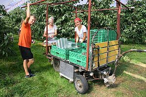 Bei der Kirschernte. Foto: Familie Weingartner