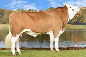Stier Bernhard.